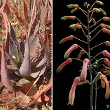 Aloe chabaudii (infl.) Dscf4139.jpg